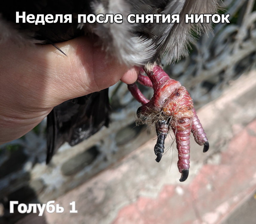 1.thumb.jpg.e05ed124d09ebbf688ccf692a16f08b2.jpg