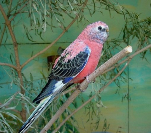 Bourkes-Parakeet-Pictures.jpg.9fc4bfb4729752867c72ad0bd70eac95.jpg