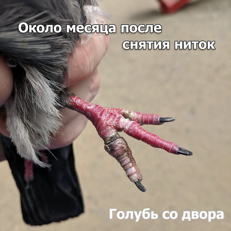 dvor.thumb.jpg.c71d5f41c55f28c7311a03076a02cea6.jpg