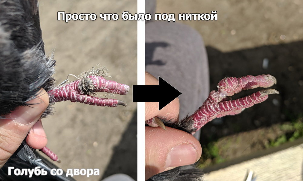 dvor2.thumb.jpg.7d9a4bc98ca477106e1c19a211627901.jpg