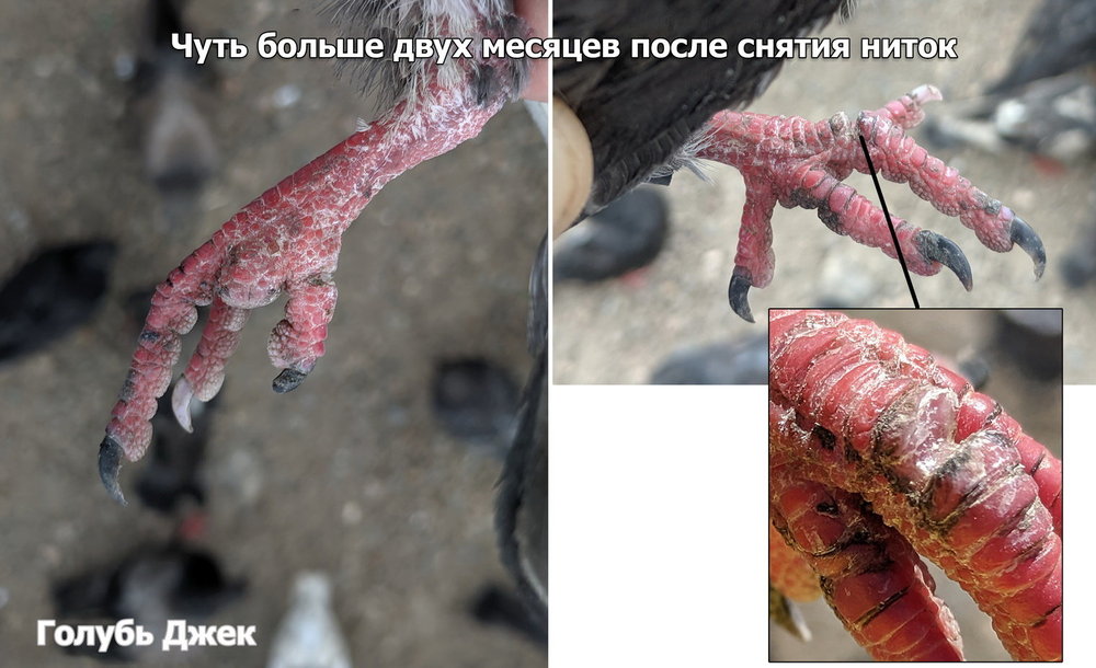 jack3.thumb.jpg.0c8e2c828783dd328b7c2a22afbfe584.jpg
