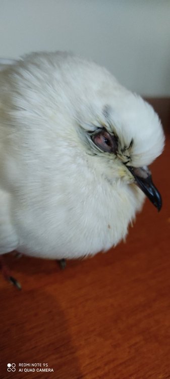 IMG_20201017_080749.jpg