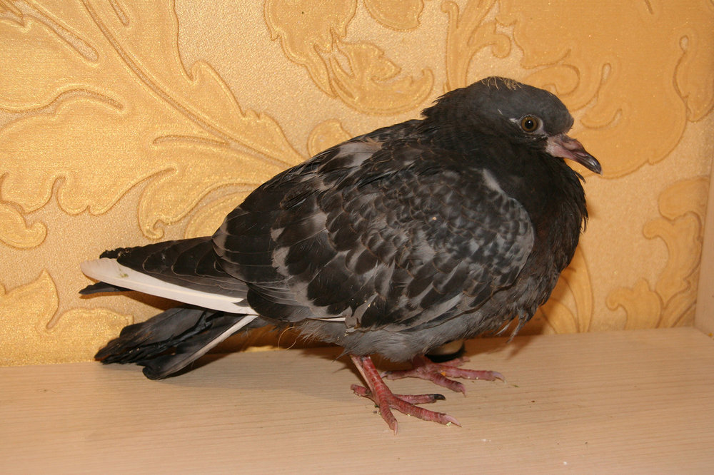 IMG_8731.JPG