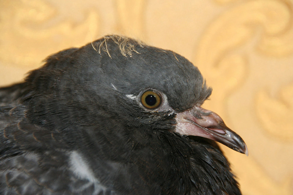 IMG_8736.JPG
