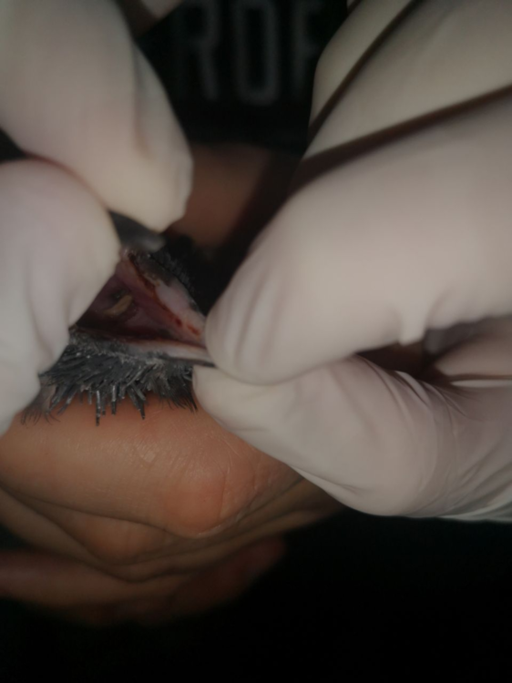 image.thumb.png.7b35a960a58b6f2dbe2f0bb0df86883c.png