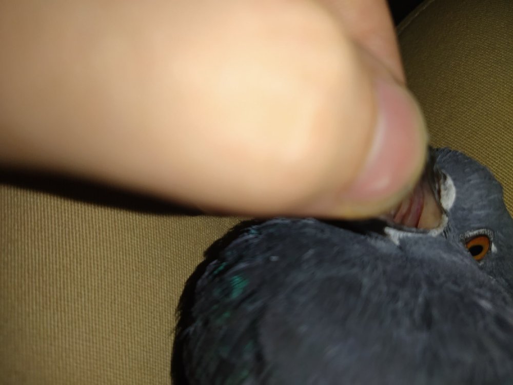 VxpvELIP4n8.jpg