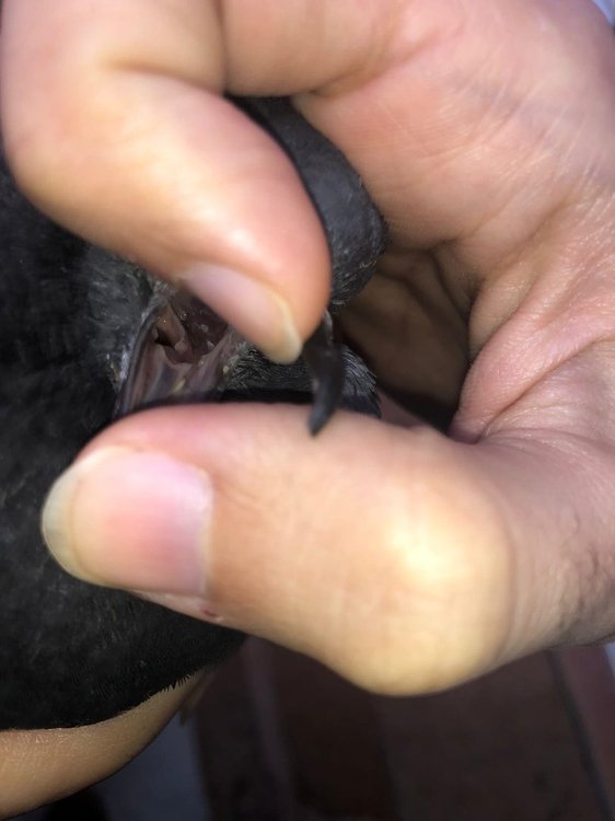 aBdRPoopiYs.thumb.jpg.b1ff85271670bfb925466f06d20a87a9.jpg