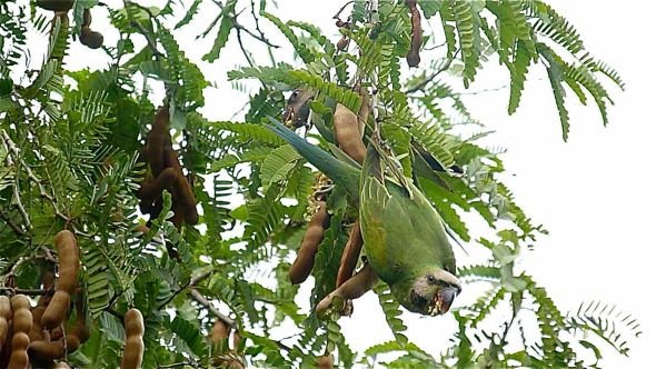 ParakeetRBr-tamarind-LenaChow.jpg