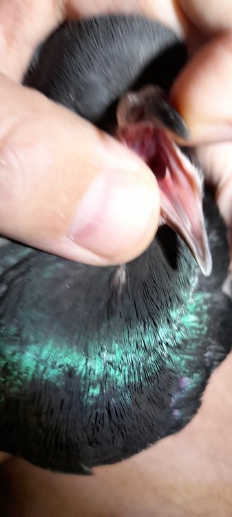 20210315_220256.thumb.jpg.888c0a41e697e4c1394f2a8159c1fdce.jpg