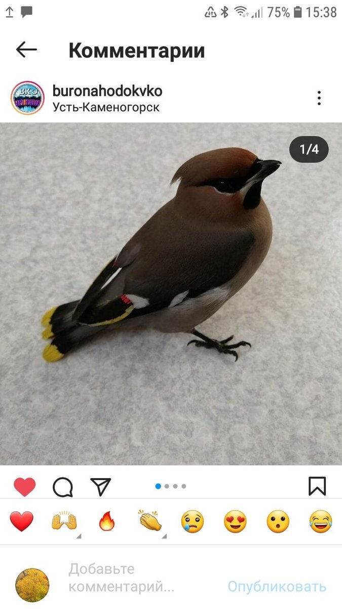 Травмированная свиристель - Основной раздел - Форумы Mybirds.ru - все о  птицах