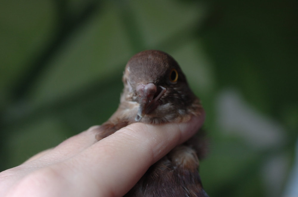 DSC_0152.thumb.jpg.2e56f3a49afbd1689a0a141bc70d2d17.jpg