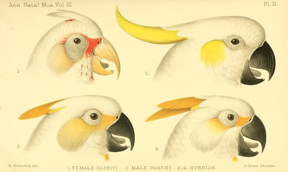 Cacatua_galerita_and_C._tenuirostris_-_parents_and_hybrids.jpg