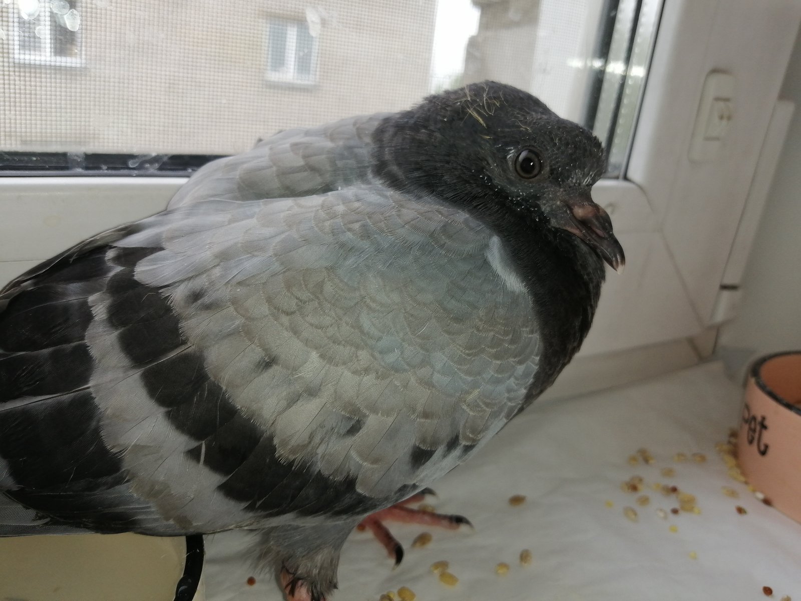 Голубь проблемы с хвостом - Лечение голубей - Форумы Mybirds.ru - все о птицах