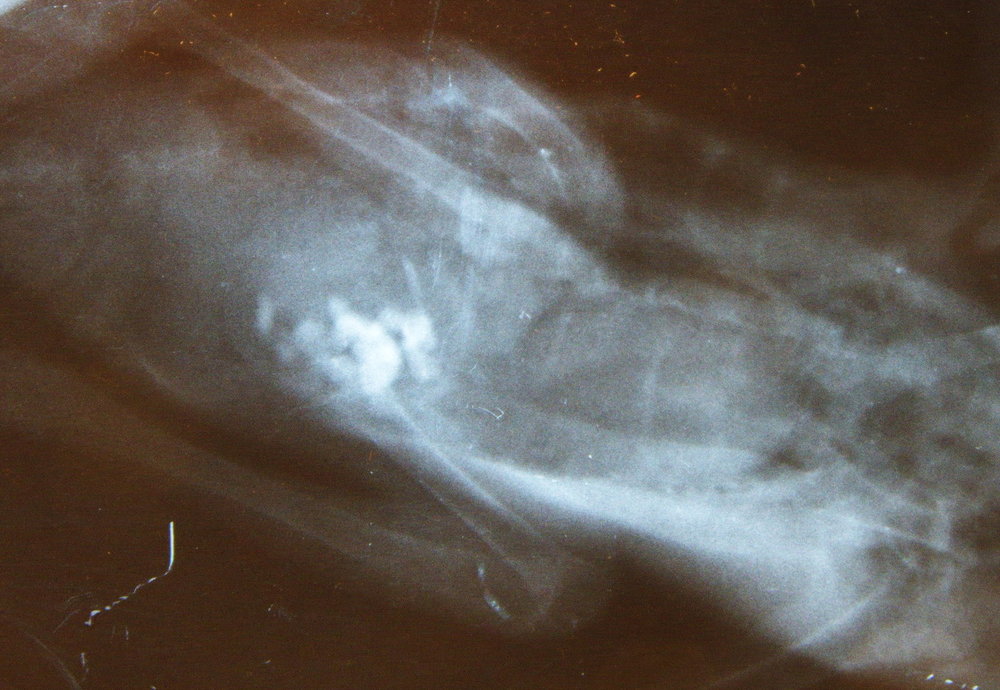 P1130397б1.jpg