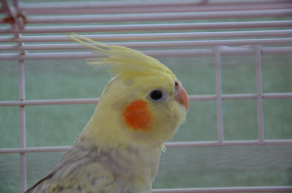 DSC_1107.JPG