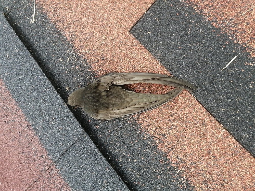 IMG-20210531-WA0002.jpeg