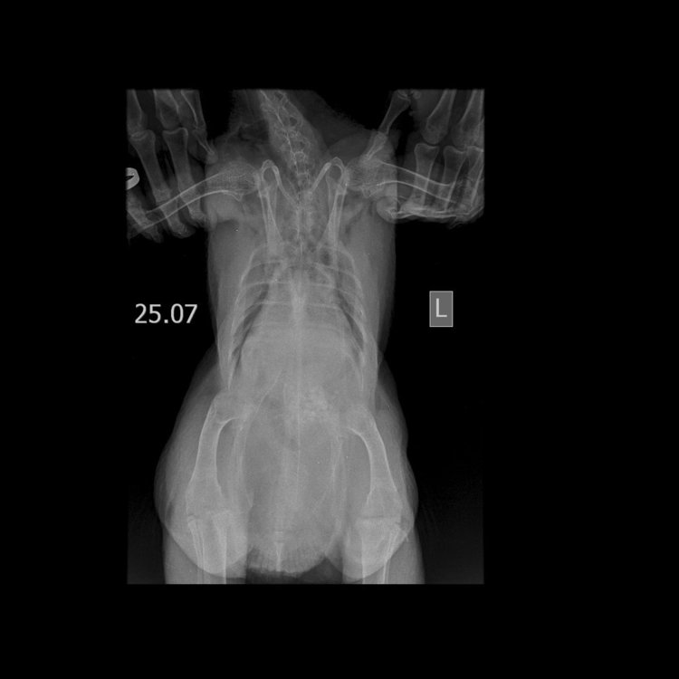 175944123_SmallAnimal_Reptile-ThoraxVD-25_07.2021-10_48_16-595.JPEG_..thumb.JPE.3610ddd5a7103e02075e83badfed5adc.JPE