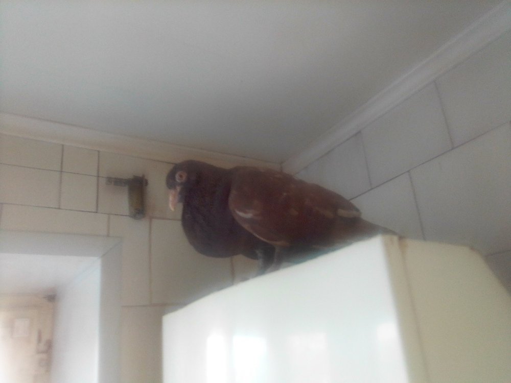 IMG_20210714_183505.jpg