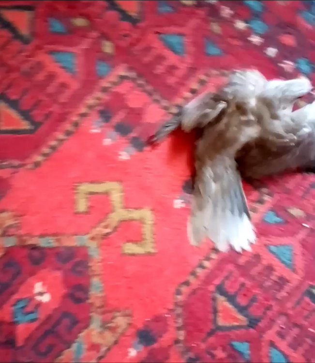 VID_20210717_150342_exported_405.jpg