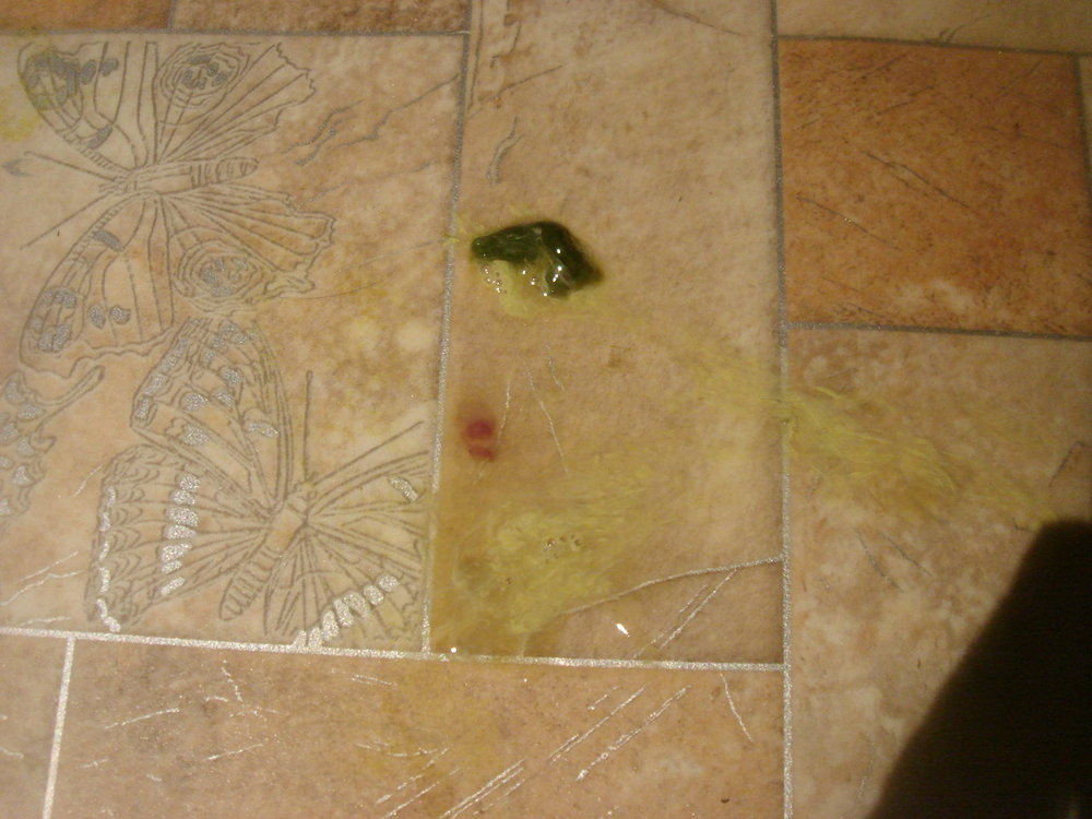 DSC03561.thumb.JPG.8bcbdef5fc660f25c614d2045e92ceb9.JPG