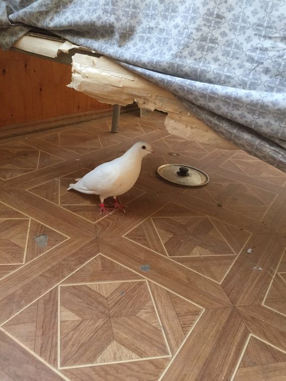 image.jpg