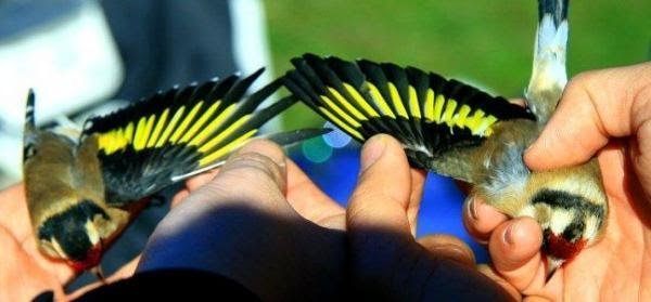 img_how_to_tell_a_male_from_a_female_goldfinch_195_paso_3_600.jpg