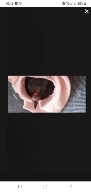 Screenshot_20211116-104642_Chrome.jpg