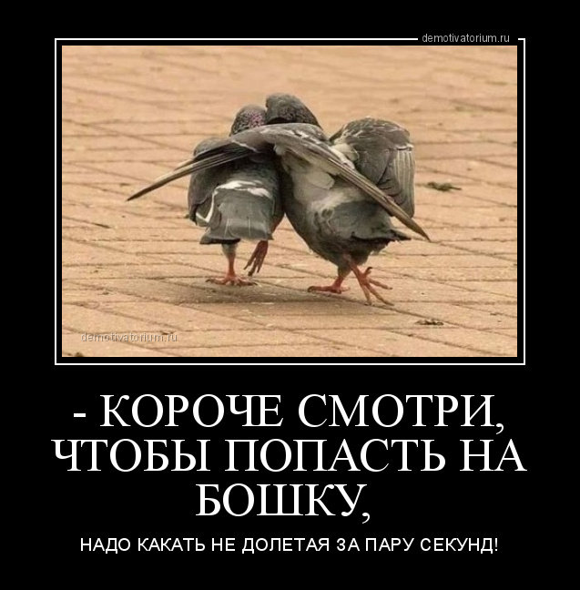 demotivatorium_ru__koroche_smotri_chtobi_popast__na_boshku_160561.jpg