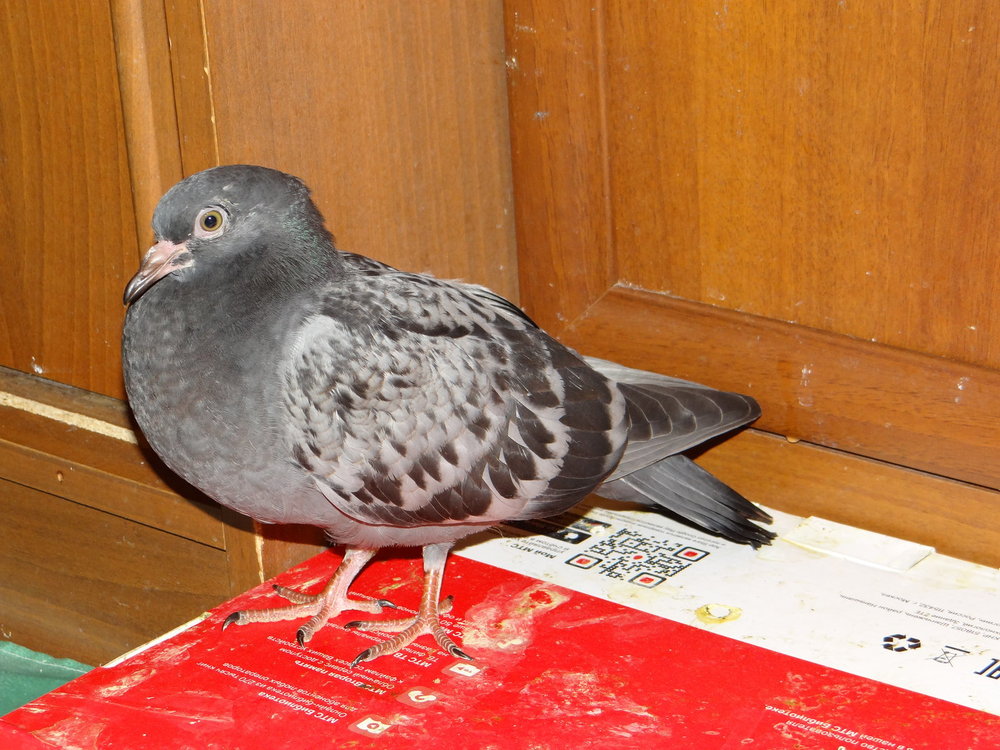 DSC04452.JPG