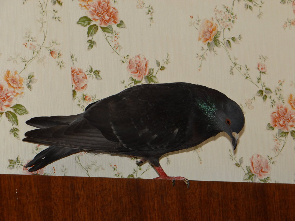 DSC04457.JPG