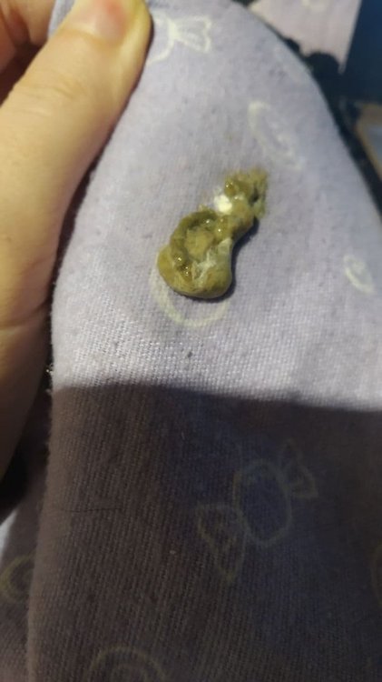 poop.jpg