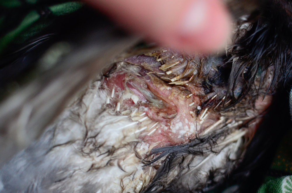 _DSC7804.thumb.jpg.c838005dbeb37711bbd9606aabfc104a.jpg