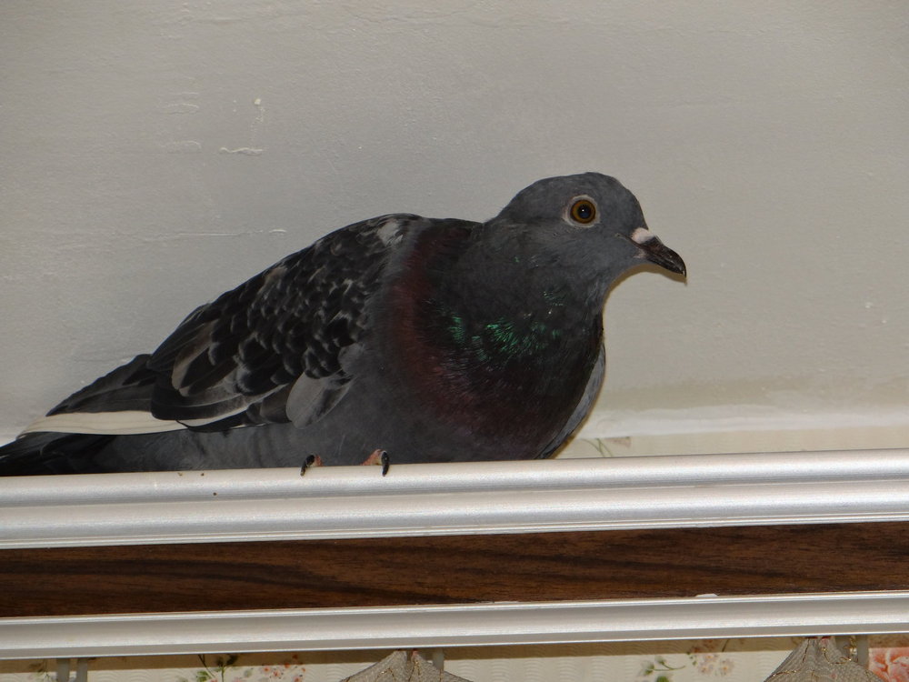 DSC04577.JPG