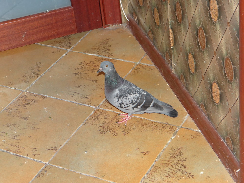 DSC04580.JPG
