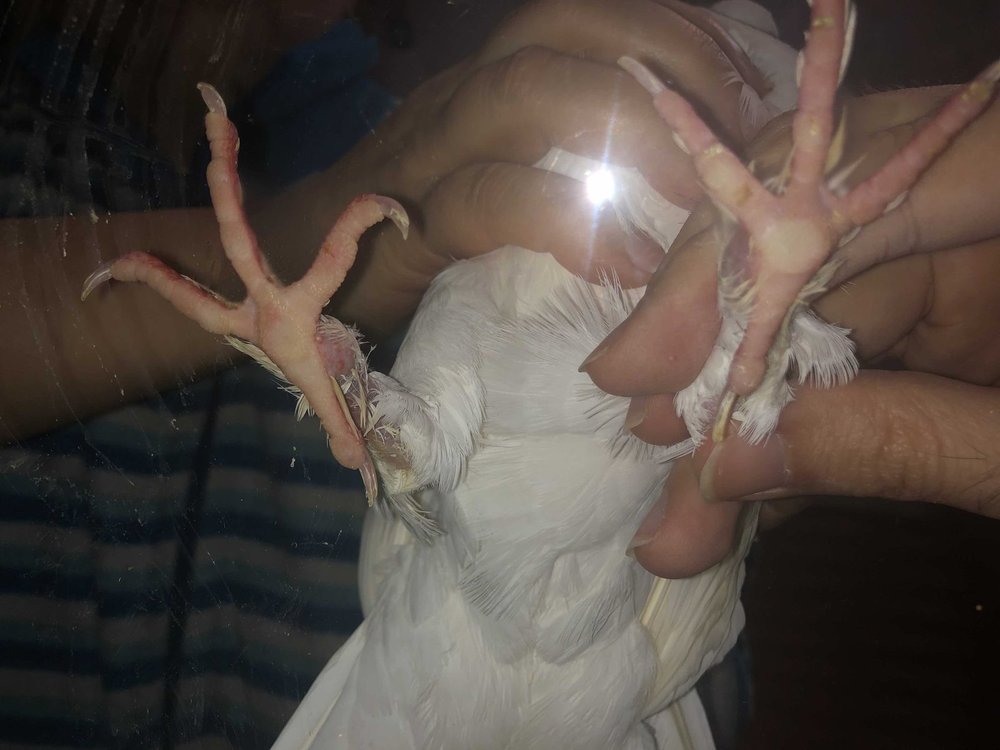 fbSWEyrjIw0.thumb.jpg.56b48acda81f2acf0014ee57e4c37e47.jpg