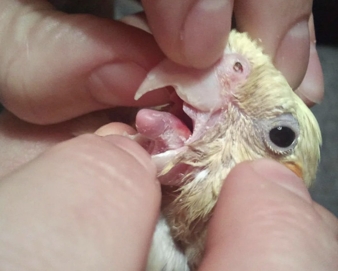 Цыпленок открывает рот