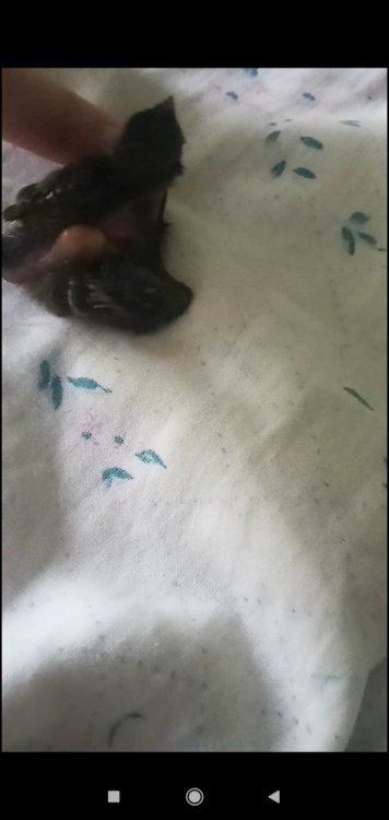 Screenshot_2022-06-26-21-36-32-020_com_miui.videoplayer.thumb.jpg.469c8980a09b257f0eb261aa9180db51.jpg