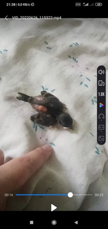 Screenshot_2022-06-26-21-38-28-239_com.miui.videoplayer.jpg