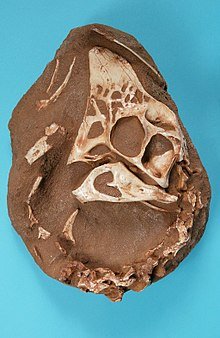 220px-The_Childrens_Museum_of_Indianapolis_-_Cast_of_Oviraptor_skull.jpg