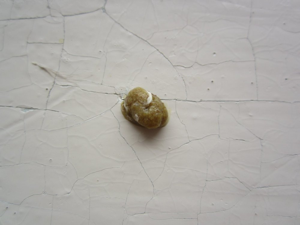 IMG_5523.thumb.JPG.378761b5c4c8a89d9f5790e242e4ec9b.JPG