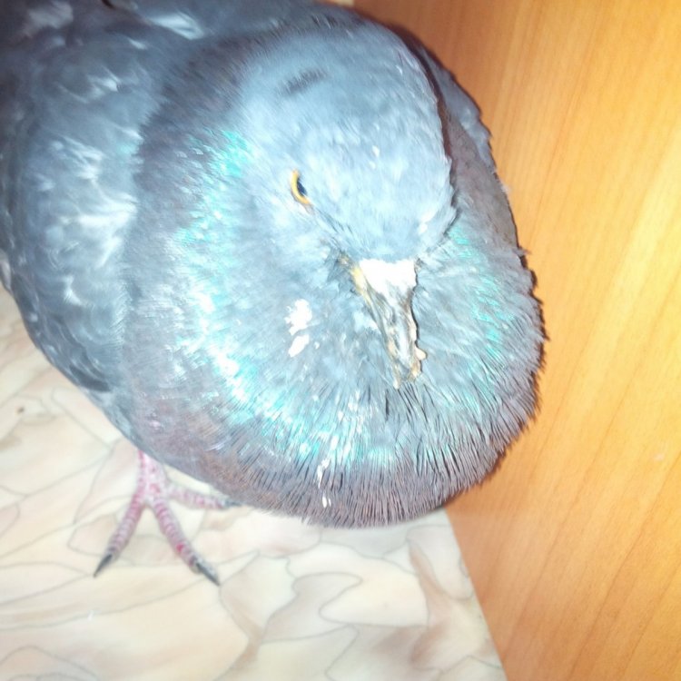 HU8jthIadyT7hhLQUZSa1WngnIzqQmom6gy3UpkOKXAQxjnjB49SlZxSUvwX3U9h__UC3B0FoOmb1mGxpfZ1BLHF (1).jpg