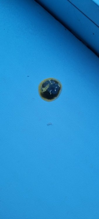 20220925_163435.thumb.jpg.5a9034f28beb497ecdfe7d916f4b8caa.jpg