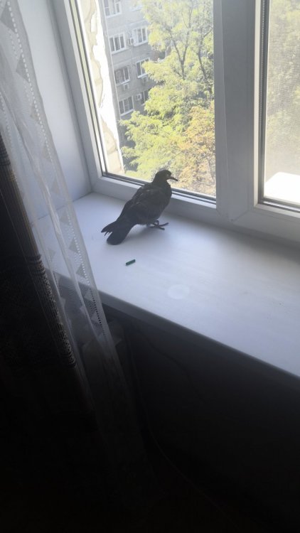 IMG-20220906-WA0002.thumb.jpeg.77f1ebe7629a28ae02d50bdd916690b6.jpeg