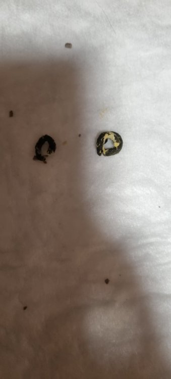 20221001_000028.thumb.jpg.12882ae0219fa9fb734644a238bf154a.jpg