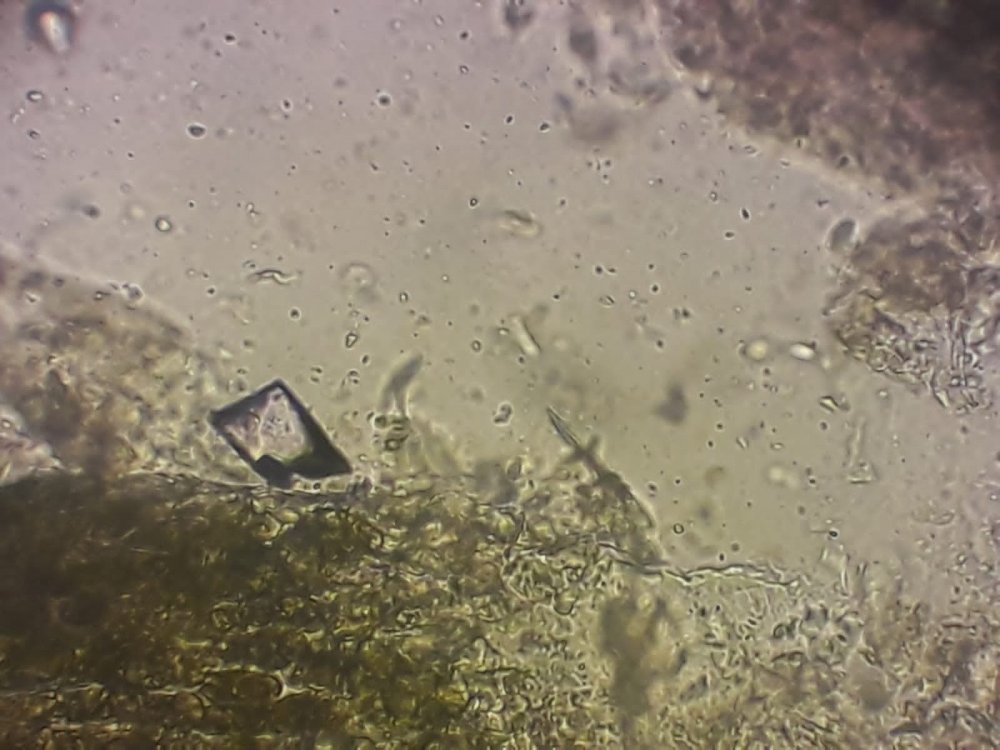 IMG-20221003-WA0005.thumb.jpg.3d6f1457fd26c81a8f490ea43c01daf8.jpg