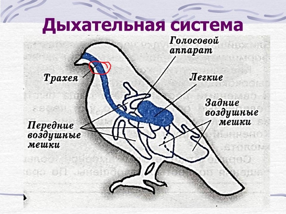 Строение голубя рисунок