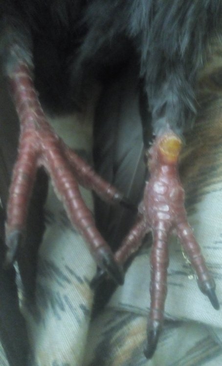 2.thumb.jpg.b57fe0ad4804446b7de15a6bc9569a0a.jpg