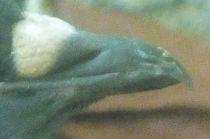 4.jpg.851ff8568c8659ea0a74a4948b7eff03.jpg