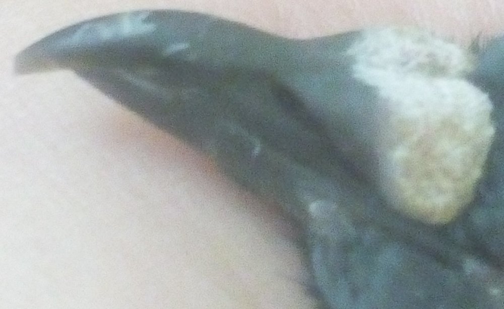 5.thumb.jpg.4b85d7b2bd63b9c1fbe5c1c417b11f24.jpg