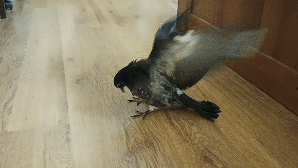 ezgif-3-e7f4305e62.gif.d099137cc1e262d7e5e9fadd3a99c239.gif